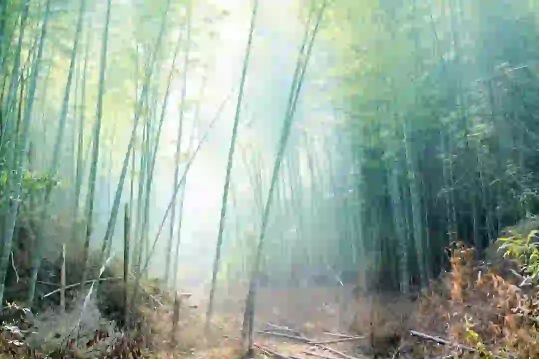 描写夏天的诗句100首，带你感受夏天