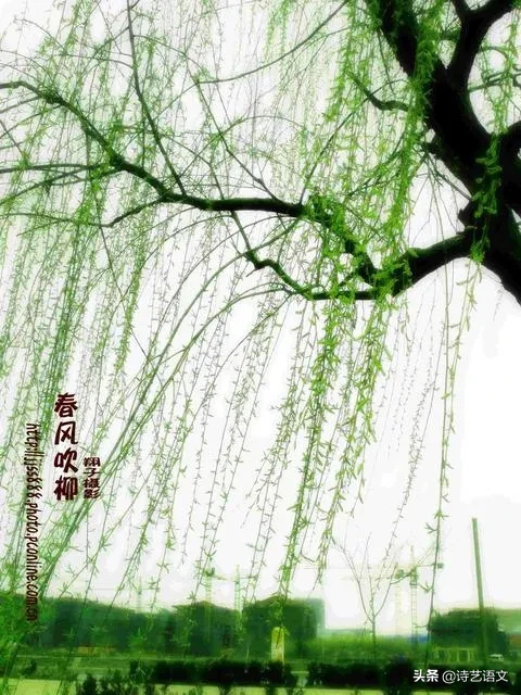 春风吹来了作文300字片段作文