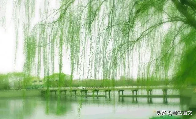 春天的柳树作文500字三年级