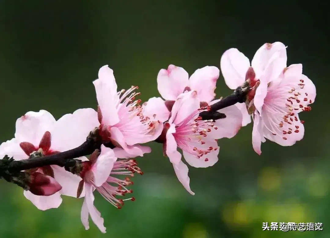 春天的景色桃花开了作文400字左右