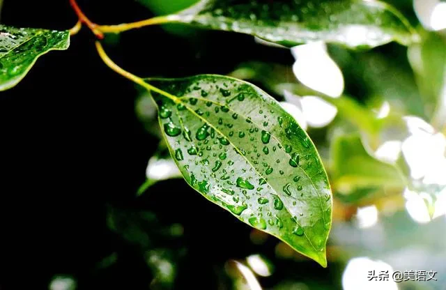 夏雨作文300字左右（小学优秀满分范文）